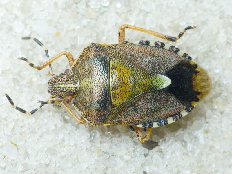 Dolycoris baccarum (Linnaeus, 1758)